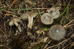 Clitocybe glacialis