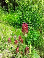Trifolium incarnatum