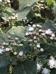 Ageratina petiolaris