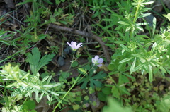Geranium maculatum