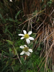 Senecio virens