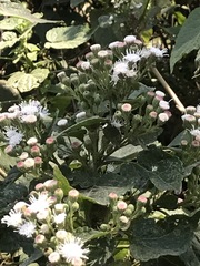 Ageratina petiolaris