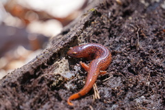 Pseudotriton ruber schencki