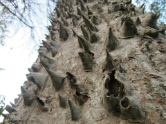 Bombacoideae