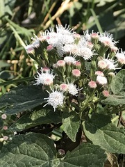 Ageratina petiolaris