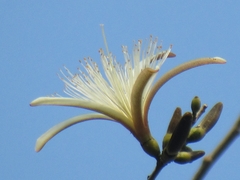 Bombacoideae