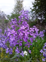 Hesperis matronalis
