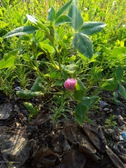 Trifolium pratense