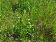 Liatris pycnostachya pycnostachya