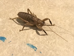 Nesoecia nigrispina