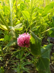 Trifolium pratense