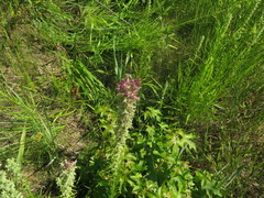 Liatris pycnostachya pycnostachya