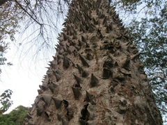 Bombacoideae