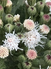 Ageratina petiolaris