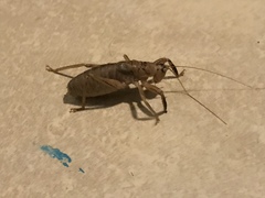 Nesoecia nigrispina
