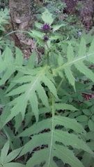 Cirsium alsophilum