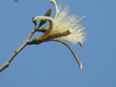 Bombacoideae