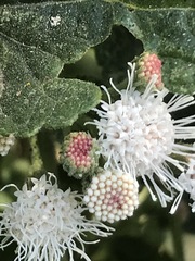 Ageratina petiolaris
