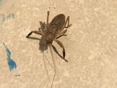 Nesoecia nigrispina
