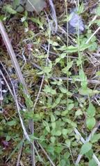 Stellaria crispa