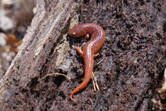 Pseudotriton ruber schencki