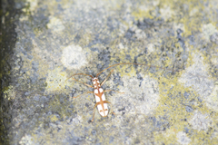 Olenecamptus formosanus