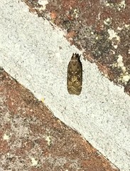 Helcystogramma melantherella