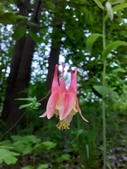 Aquilegia canadensis
