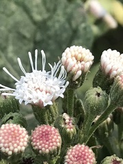 Ageratina petiolaris