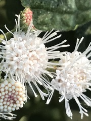 Ageratina petiolaris