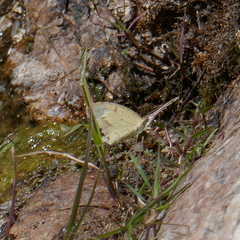 Abaeis mexicana