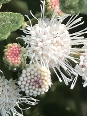 Ageratina petiolaris