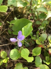 Viola selkirkii