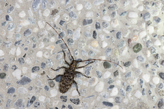 Monochamus alternatus