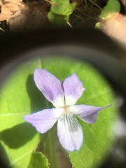 Viola selkirkii