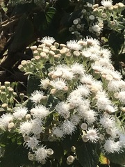 Ageratina petiolaris