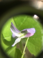 Viola selkirkii