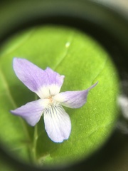 Viola selkirkii