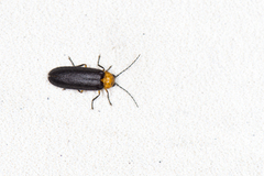 Abscondita cerata