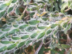 Tetramerium