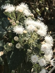 Ageratina petiolaris