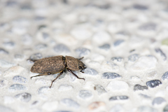 Velutinodorcus carinulatus