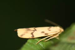 Tigrioides alterna