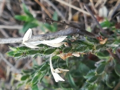Tetramerium