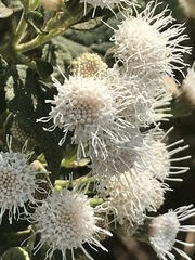 Ageratina petiolaris