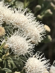 Ageratina petiolaris