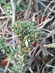 Tetramerium