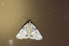 Tethea octogesima
