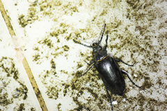 Prionus nakamurai