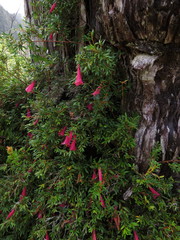 Philesia magellanica